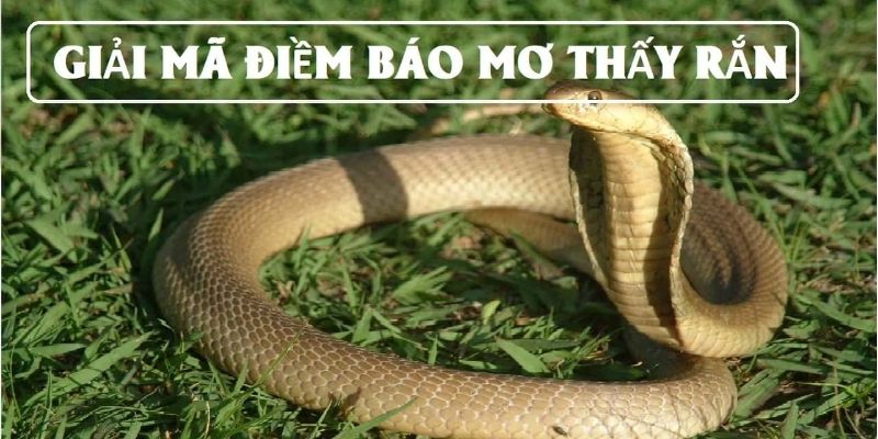 Nằm Mơ Thấy Rắn Đánh Con Gì - Gợi Ý Chi tiết Từ 77BET 4 Nằm mơ thấy rắn đánh con gì để bạn có thể trúng xổ số